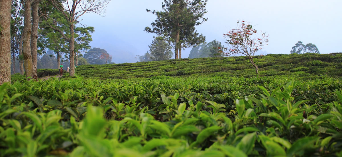 kenyan tea plantation tea board kenya