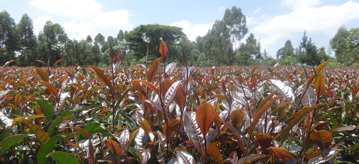 kenyan tea plantation